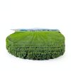 Organic Parsley Flakes Holly Tree USDA Herb-4