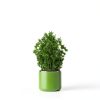 Organic Parsley Flakes Holly Tree USDA Herb-3