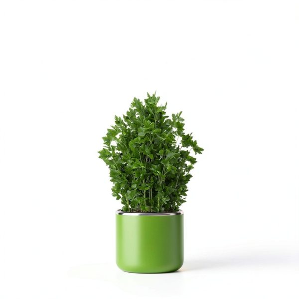 Organic Parsley Flakes Holly Tree USDA Herb-3